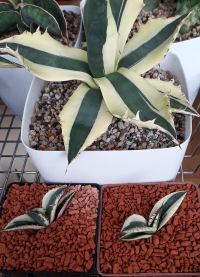 Agave titanota variegated (дітки)