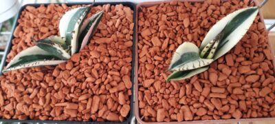Agave titanota variegated (дітки) - Зображення 2