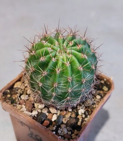 Echinopsis hybr. Nibelungenschatz X Star and stripes - Зображення 2