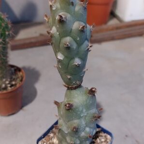 Tephrocactus articulatus v.strobiliformis