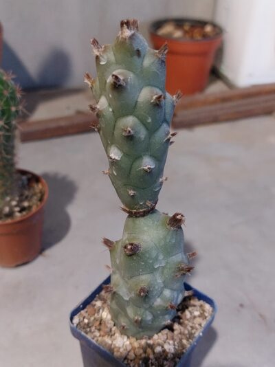 Tephrocactus articulatus v.strobiliformis