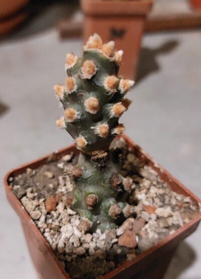 Tephrocactus molinensis cv. red