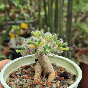 Trichodiadema densum