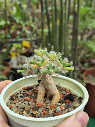 Trichodiadema densum