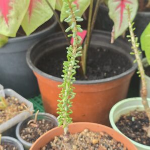 Ceraria namaquensis