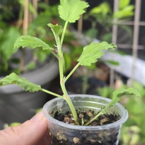 Pelargonium betulinum