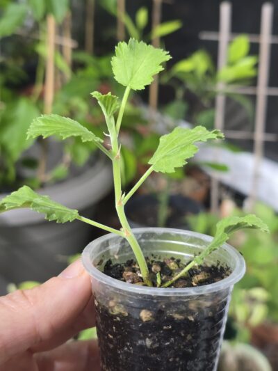 Pelargonium betulinum