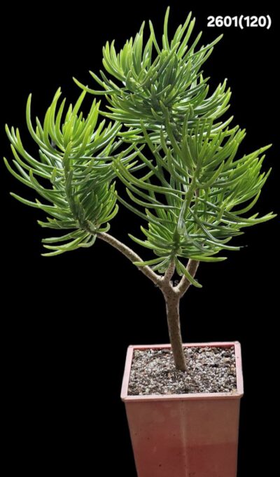 Senecio barbertonicus (10x10. H pl.=29)-2601(120)