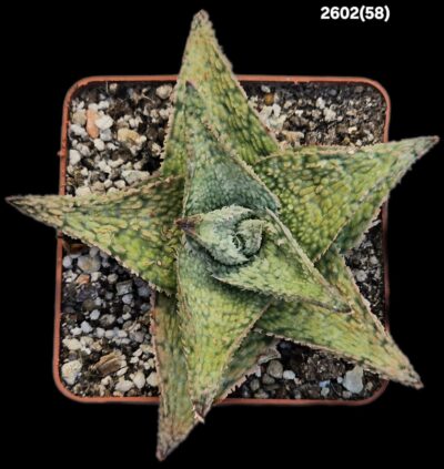 Aloe hybrid of Kelly Griffin (7x7)-2602(58)