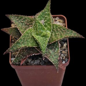 Aloe multihybrid [GMN 13 X `Thai`] (6x6)-2603(42)