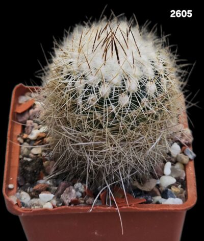 Echinofossulocactus ochoterenaus -MG #82.091(7x7)-2605