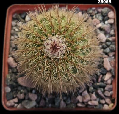 Echinocereus bristolii (8x8)-2606B - Зображення 2