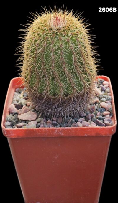 Echinocereus bristolii (8x8)-2606B