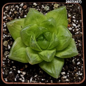Haworthia cymbiformis var. setulifera fa. variegate (Cream)(8x8)-2607(457)