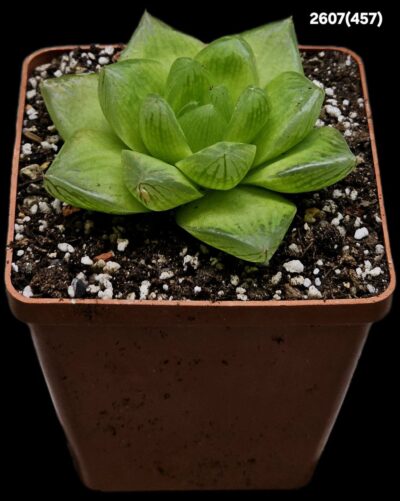 Haworthia cymbiformis var. setulifera fa. variegate (Cream)(8x8)-2607(457) - Зображення 2
