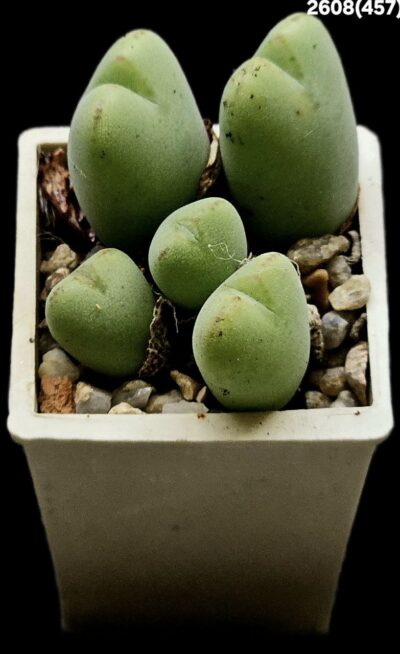 Conophytum meyeri `ovigerum` -COP (3x3)-2608(62)