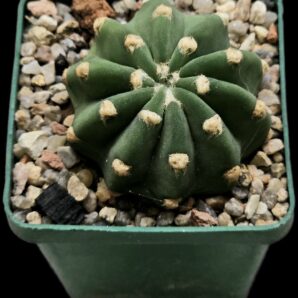 Echinopsis subdenudata (6x6)-2609