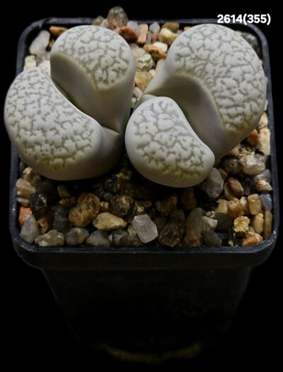 Lithops herrei -C 355 (2h)(5x5)-2614(355)