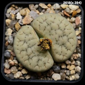 Lithops hybrid gracilidelineata ssp. brandbergensis -x C 394 (5x5)-2618(x394)
