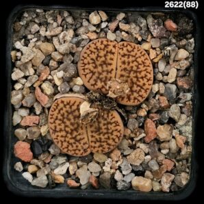Lithops hookeri var. marginata `cerise form` -C 088 (2h)(5x5)- 2622(88)