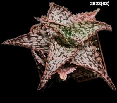 Aloe hybrid VI -Thailand (7x7)-2623(63)