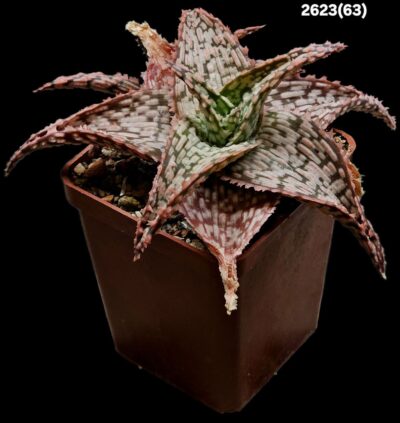Aloe hybrid VI -Thailand (7x7)-2623(63) - Зображення 2