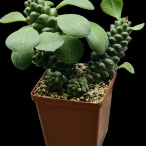 Monadenium ritchiei -Kenya (10x10)-2624(129)