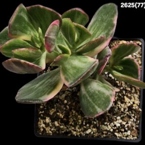 Crassula ovata var. obliqua `Tricolor` fa. variegate (10x10)- 2625(77)