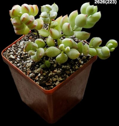 Cotyledon pendens `Cliff Cotyledon` (7x7)-2626(223) - Зображення 2