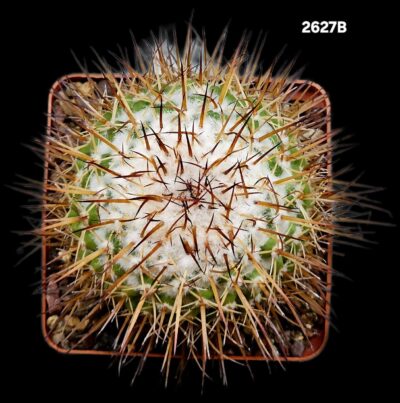 Mammillaria petersonii (7x7)-2627B - Зображення 2