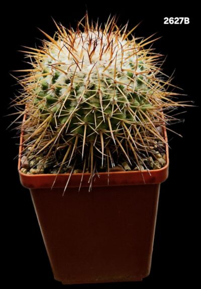 Mammillaria petersonii (7x7)-2627B