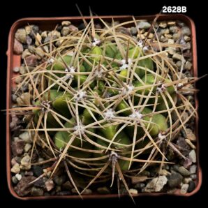 Gymnocalycium achirasense ssp. echinatum (8x8)-2628B