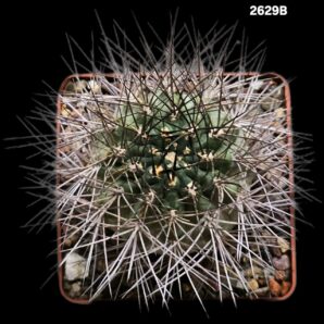 Lobivia thionantha var. variiflora (8x8)-2629B