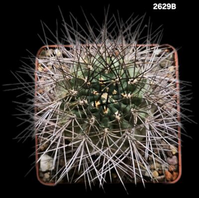Lobivia thionantha var. variiflora (8x8)-2629B