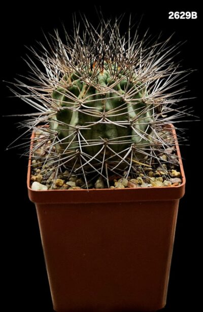 Lobivia thionantha var. variiflora (8x8)-2629B - Зображення 2