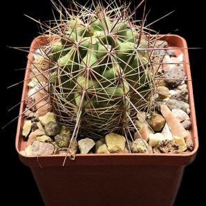 Thelocactus bicolor –CZ 52 (8x8)-2663B