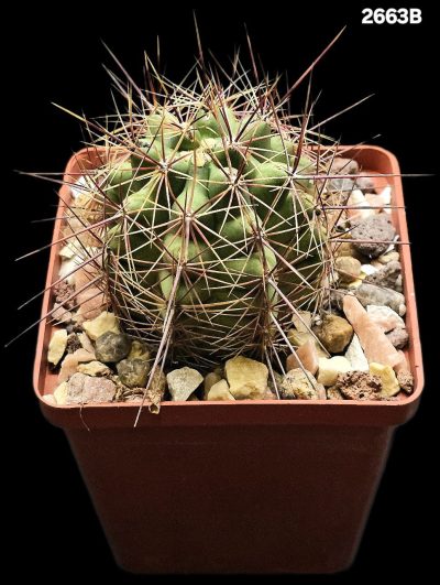 Thelocactus bicolor –CZ 52 (8x8)-2663B
