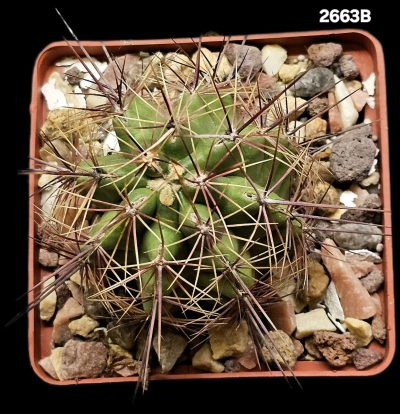 Thelocactus bicolor –CZ 52 (8x8)-2663B - Зображення 2