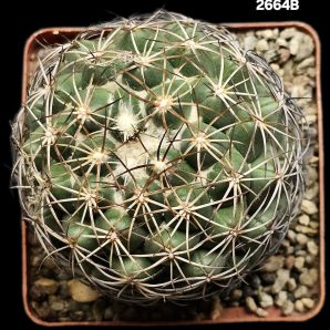 Coryphantha sp. -CSD 296 (7x7)-2664B