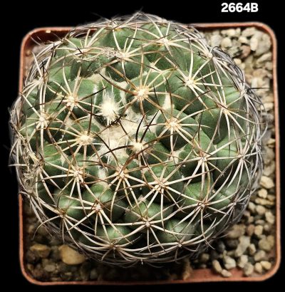 Coryphantha sp. -CSD 296 (7x7)-2664B