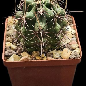 Thelocactus bicolor (fa. Alpine Burell) –Kuenzler (7x7)-2665B