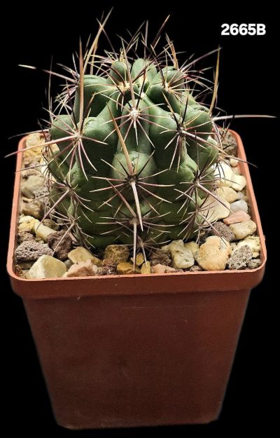 Thelocactus bicolor (fa. Alpine Burell) –Kuenzler (7x7)-2665B