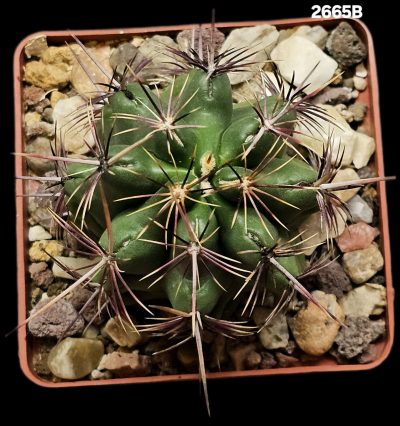 Thelocactus bicolor (fa. Alpine Burell) –Kuenzler (7x7)-2665B - Зображення 2