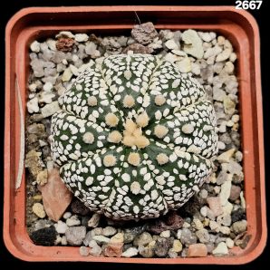 Astrophytum asterias ‘Super kabuto’ (6x6)-2667