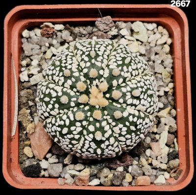 Astrophytum asterias ‘Super kabuto’ (6x6)-2667