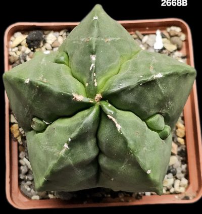 Astrophytum myriostigma fa. nudum `Fukuryu` (8x8)-2668B - Зображення 2