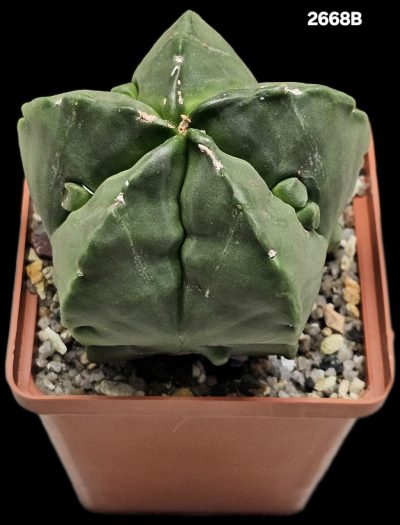 Astrophytum myriostigma fa. nudum `Fukuryu` (8x8)-2668B