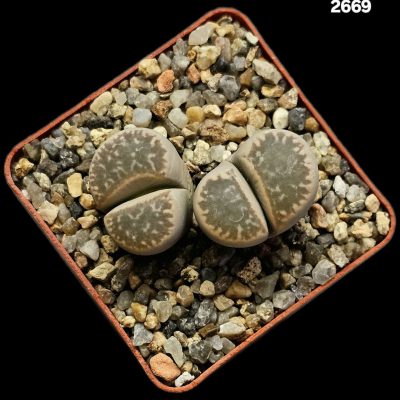 Lithops hybrid salicola x julii (2h)(6x6)-2669