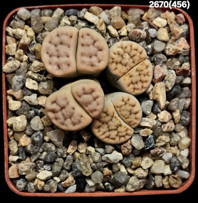 Lithops karasmontana `Signalberg form` - 25km n.w.Grunau, APl (4h)(6x6)-2670(456)