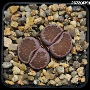 Lithops salicola cv. Bacchus (8 years! best fa.!) -MG 1709.4 (2h)(5x5)-2672(439)